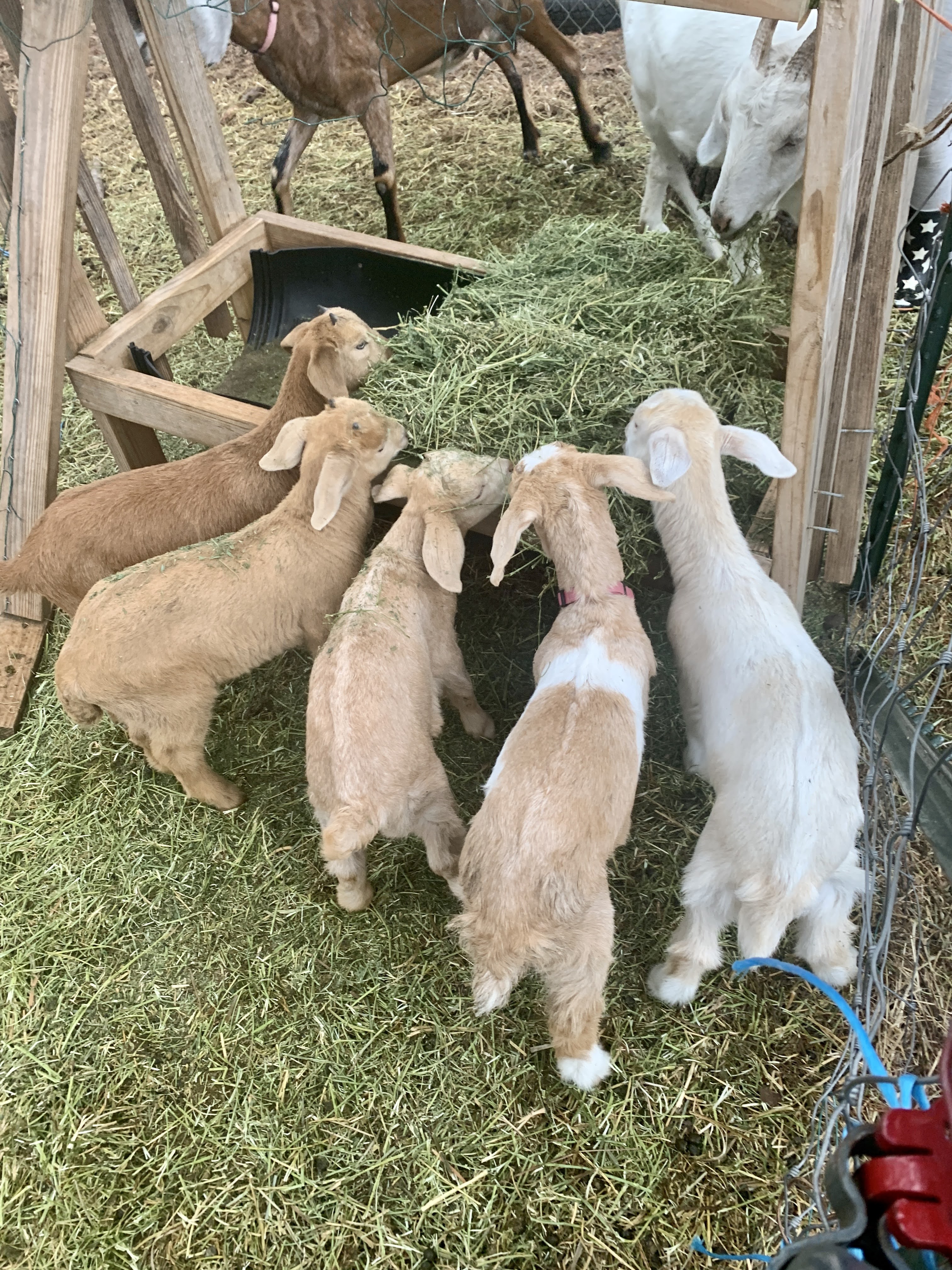 Milking Goats